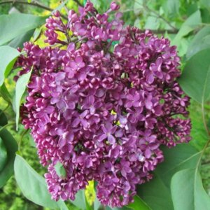  Родники