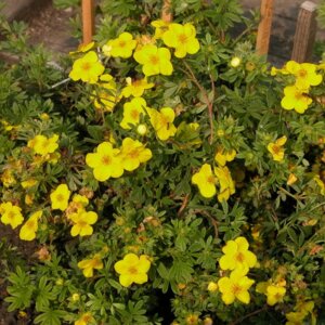 Курильский чай «Nana lutea Грандифлора»  Родники  Родники