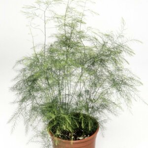 Аспарагус Триферн Родники  Родники