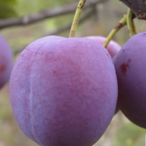 Слива Нарочь (домашняя) ОКС Родники  Родники