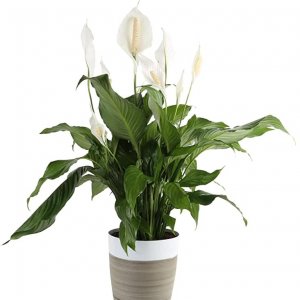 Спатифиллум (лат. Spathiphyllum) Родники  Родники