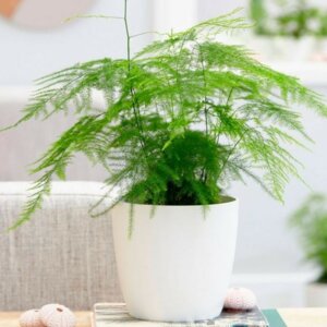 Аспарагус Сетацеус Родники  Родники