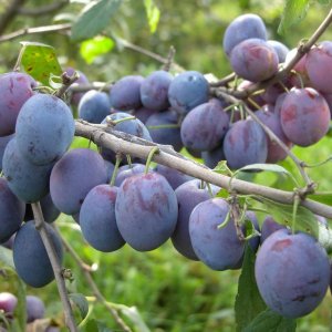 Слива Синий дар (домашняя) ОКС Родники  Родники