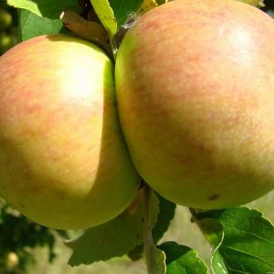 Яблоня Бутуз ОКС Родники  Родники