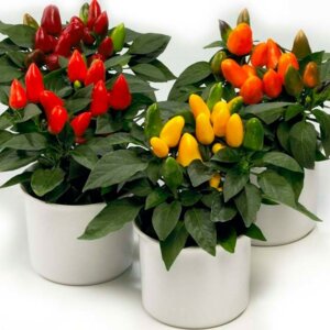 Перец (лат. Capsicum) Родники  Родники