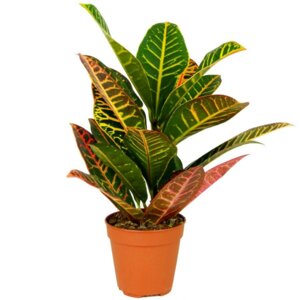 Кодиеум Петра (лат. Codiaeum variegatum) Родники  Родники