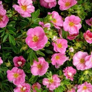 Курильский чай «Пинк Парадайз»  Родники  Родники