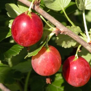 Крыжовник Ласковый Родники  Родники