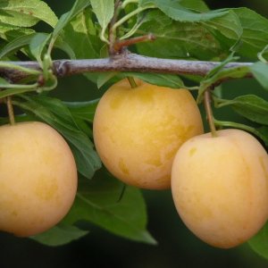 Алыча Подарок Санкт-Петербургу Родники  Родники