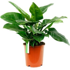 Филодендрон Империал Грин Родники  Родники