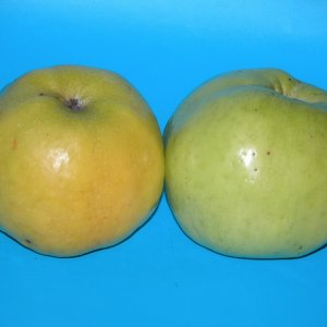 Яблоня Антоновка ОКС Родники  Родники