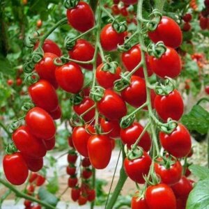 Томат Черри Капли Родники  Родники