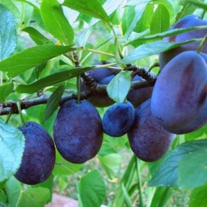 Слива Пердригон фиолетовый (домашняя) ЗКС Родники  Родники