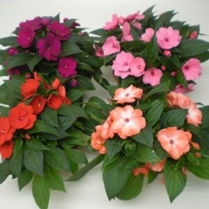 Бальзамин Валлерa  Родники  Родники