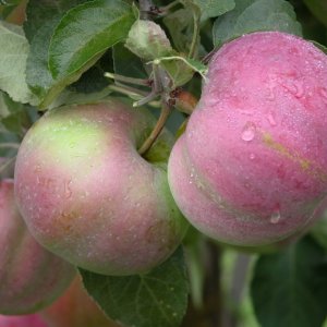 Яблоня Антей ОКС Родники  Родники