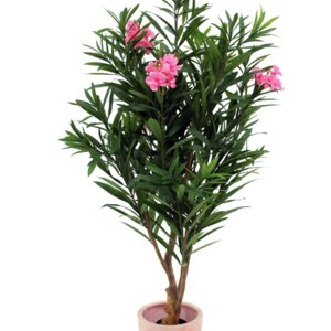 Олеандр Родники  Родники