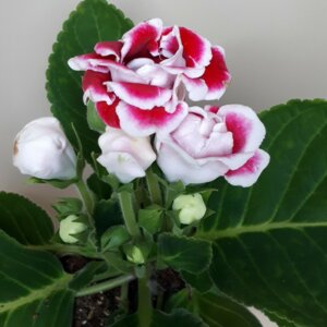 Глоксиния в ассортименте (лат. Gloxinia) Родники  Родники