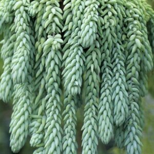 Очиток (Седум) Моргана п/к (лат. Sedum morganianum) Родники  Родники