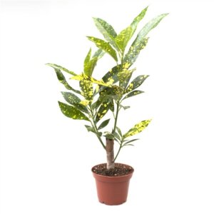 Кодиеум Аукубофолия (лат. Codiaeum Aucubaefolia) Родники  Родники