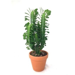 Молочай треугольный D 12  Родники  Родники