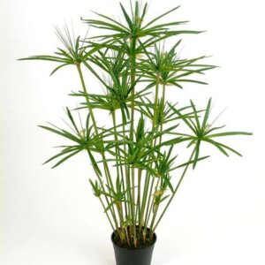 Циперус (лат. Cyperus) Родники  Родники