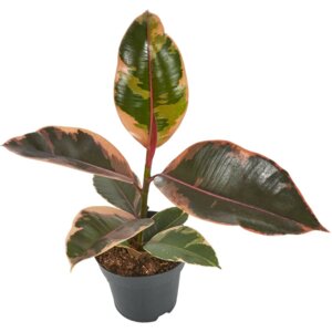 Фикус Эластика Бейлиз Родники  Родники