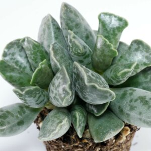 Адромискус в ассортименте  Родники  Родники