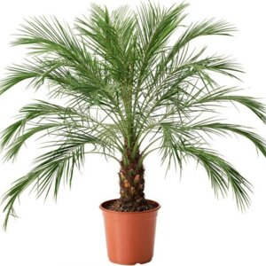 Финик Канарский Родники  Родники