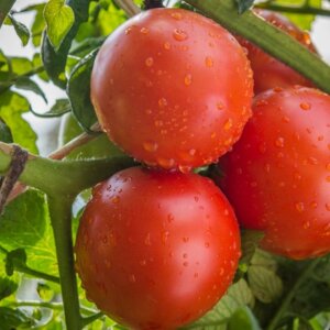 Томат Катя Родники  Родники