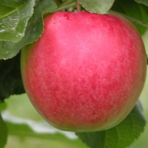 Яблоня Веньяминовское ОКС Родники  Родники