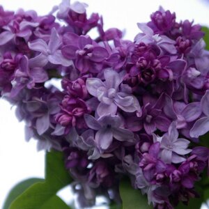  Родники