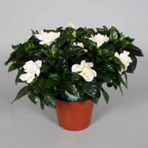 Гардения 1000 Родники  Родники