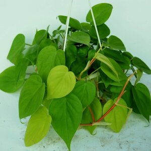 Филодендрон цепляющийся D 12  Родники  Родники