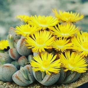 Динтерентус  (живые камни) в ассорт. Родники  Родники