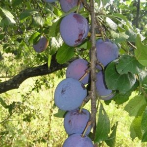 Слива Смолинка (домашняя) ЗКС Родники  Родники