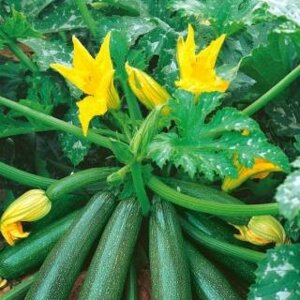 Кабачок Сальвадор Родники  Родники