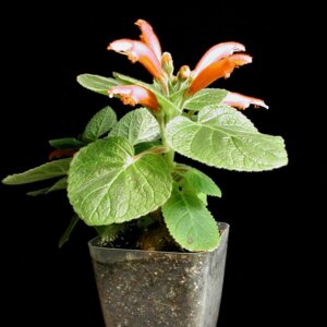 Геснерия (лат. Gesneria) Родники  Родники