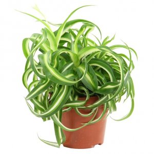Хлорофитум Бонни 250 Родники  Родники