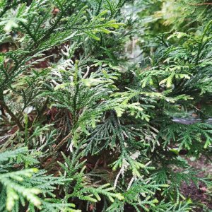 Туевик пёстрый Родники  Родники