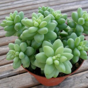 Очиток (Седум) Моргана D 6-7   Родники  Родники