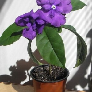 Брунфельсия  (лат. Brunfelsia) Родники  Родники