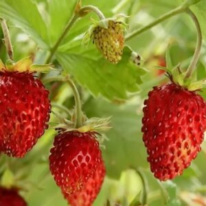 Земляника лесная - Рюген (безусая) Родники  Родники