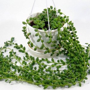 Крестовник 450 Родники  Родники