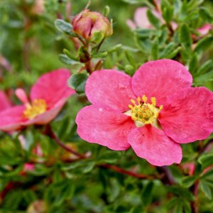 Курильский чай "Данни Бой" Родники  Родники