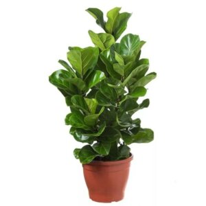 Фикус Лирата Бамбино Родники  Родники