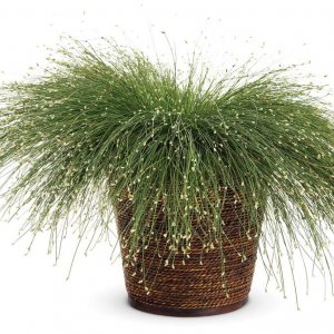 Камыш поникающий (лат. Scirpus cernuus) Родники  Родники