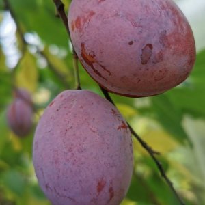 Слива Дашенька (домашняя) Родники  Родники