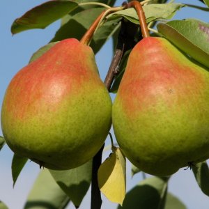  Родники