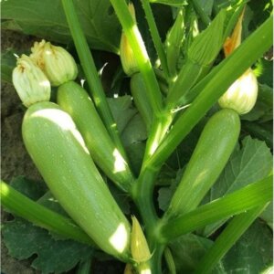 Кабачок Арал  Родники  Родники