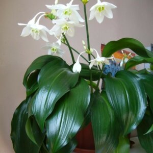 Эухарис (лат. Eucharis) Родники  Родники